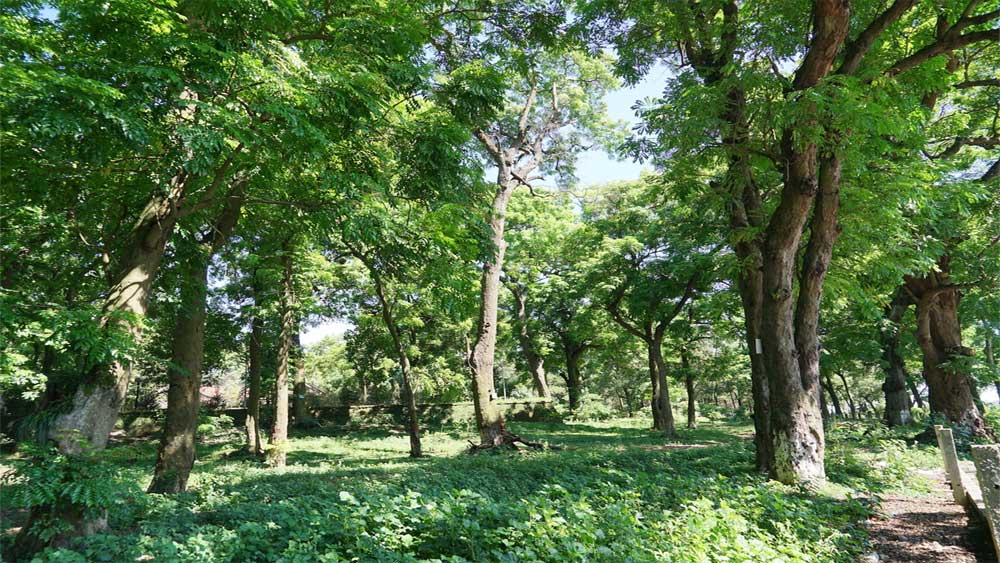 Endangered ancient ironwoods gain heritage status in Hanoi