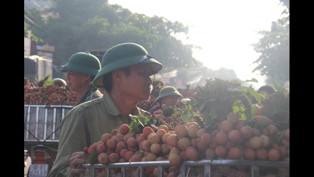 Bình minh mùa vải