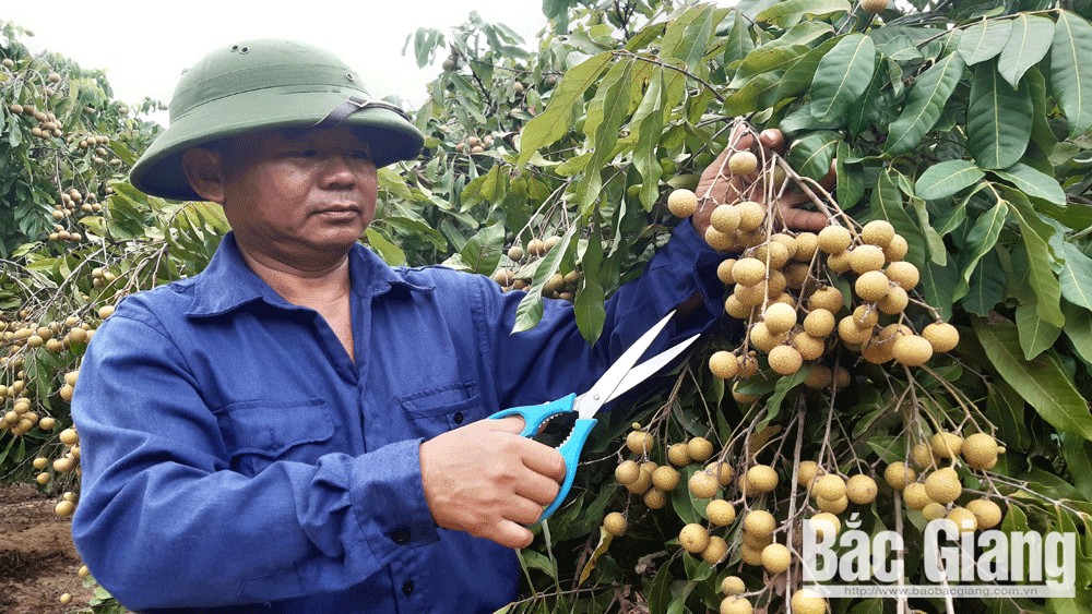 Nhãn muộn hiệu quả cao