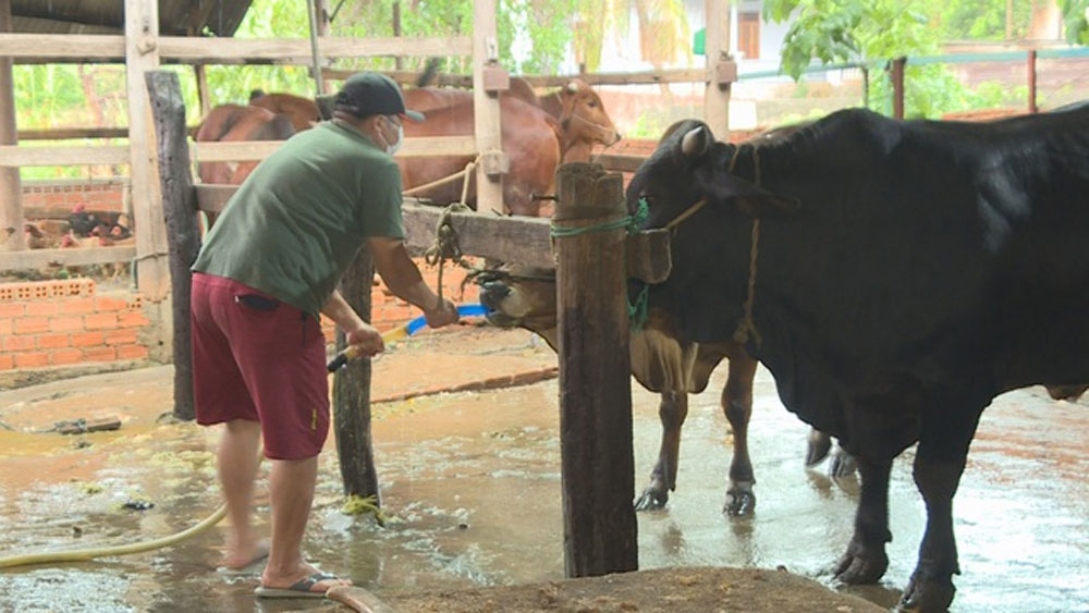 Đắk Lắk: Bắt quả tang một lò mổ bơm nước vào bụng bò trước khi giết mổ