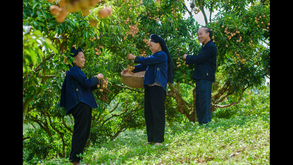 Mùa trái ngọt