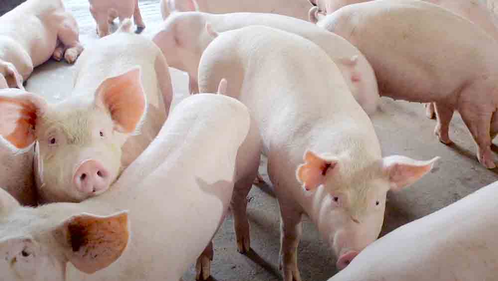 Bắc Giang: Tập trung bảo vệ đàn lợn nái phục vụ tái đàn