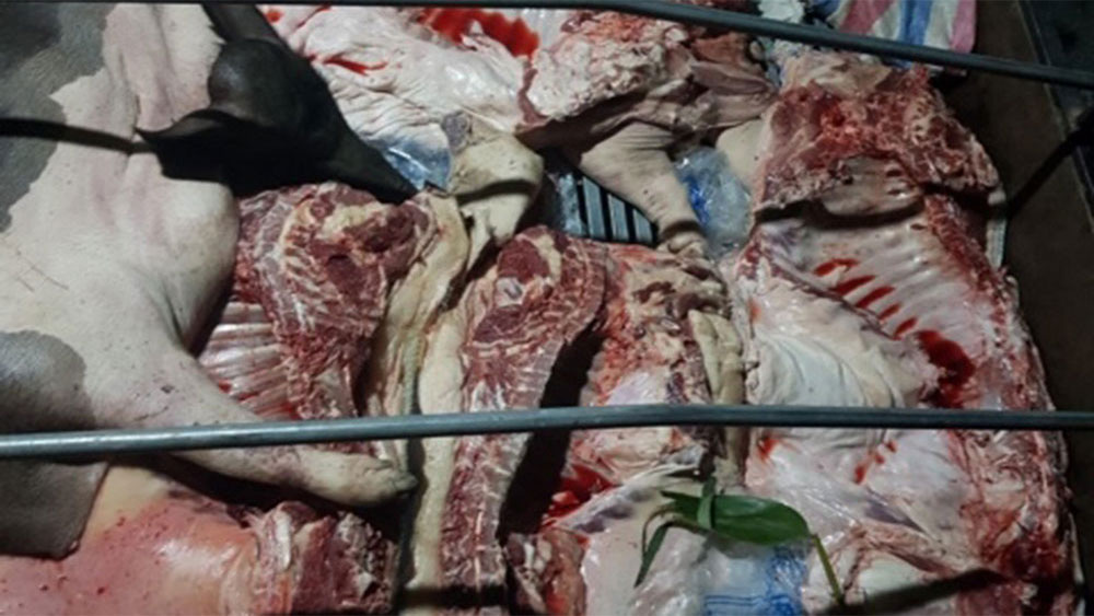 Tuyên Quang: Phát hiện gần 1 tấn lợn và thịt lợn mắc dịch tả lợn châu Phi
