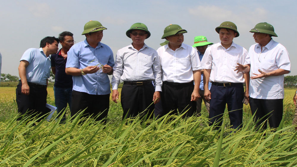 Nông nghiệp Bắc Giang - Khẳng định vai trò trụ đỡ của nền kinh tế
