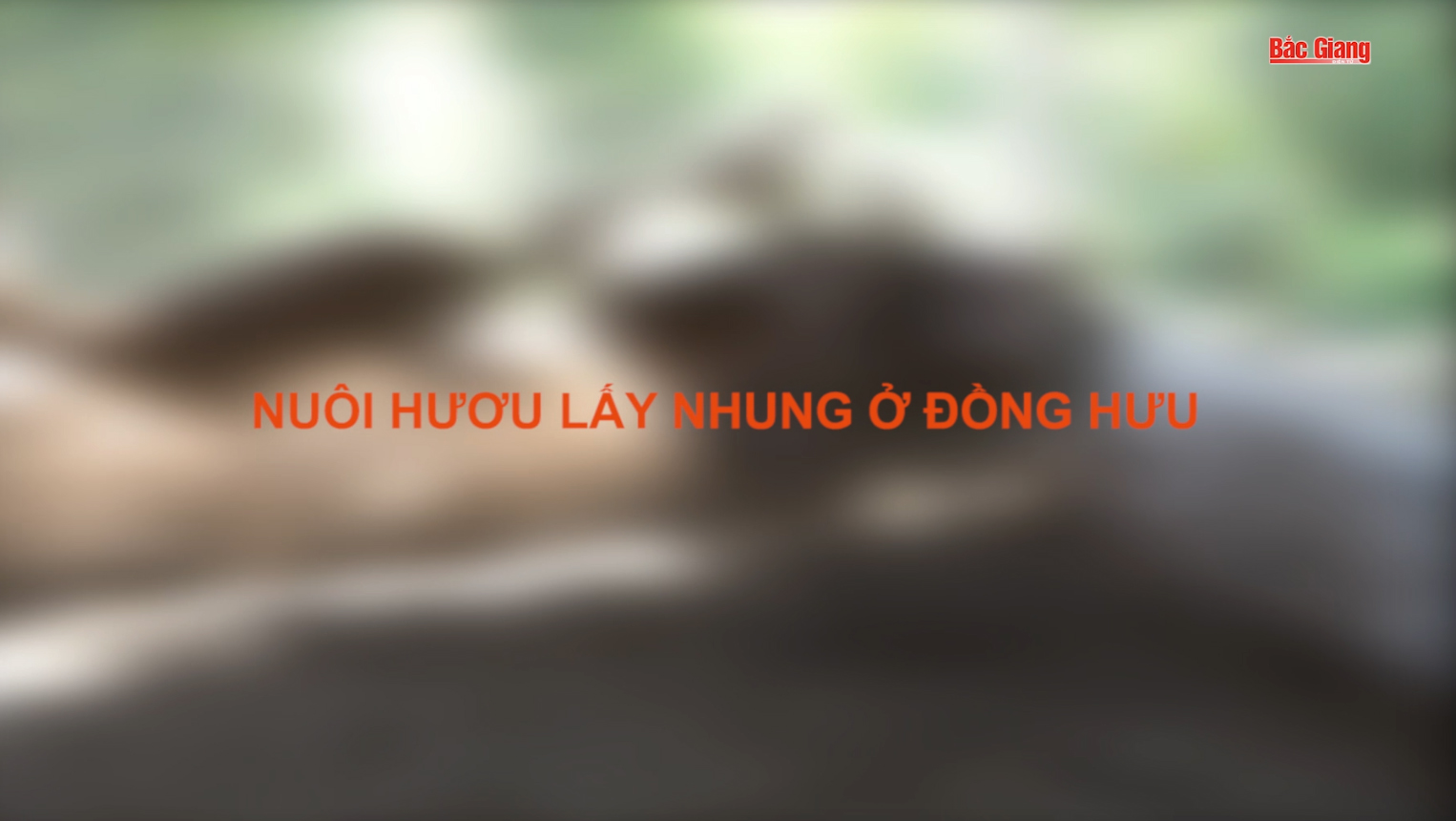 Nuôi hươu lấy nhung ở Đồng Hưu