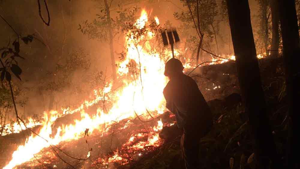 Clip: Cháy rừng tại huyện Yên Dũng (Bắc Giang)