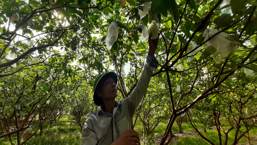Tân Yên mở rộng diện tích cây ăn quả được cấp chứng nhận VietGAP lên 373,3 ha