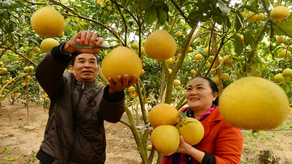 Bac Giang grapefruits exported to Russia