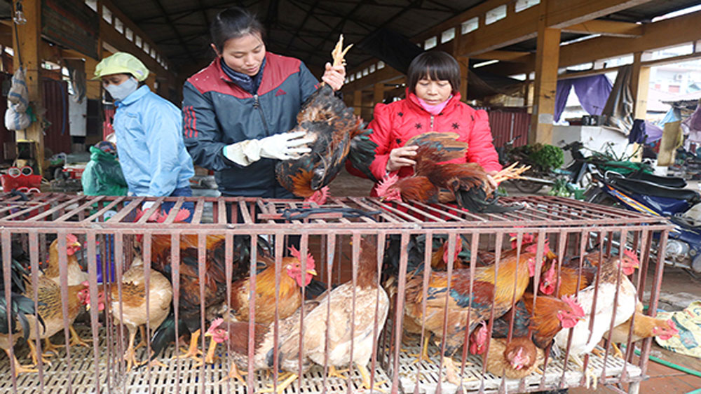 Chăn nuôi gà phục vụ Tết: Trọng chất hơn lượng