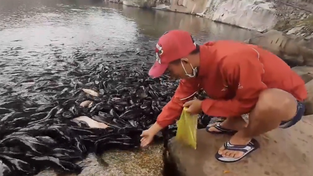 Hàng nghìn con cá trê ngoi lên mặt hồ Núi Sập