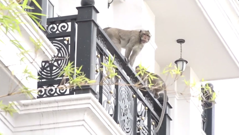 Đàn khỉ trèo vào nhà dân trộm thức ăn