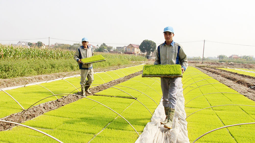 Làm dịch vụ gieo cấy trọn gói- mô hình độc đáo, hiệu quả ở Bắc Giang