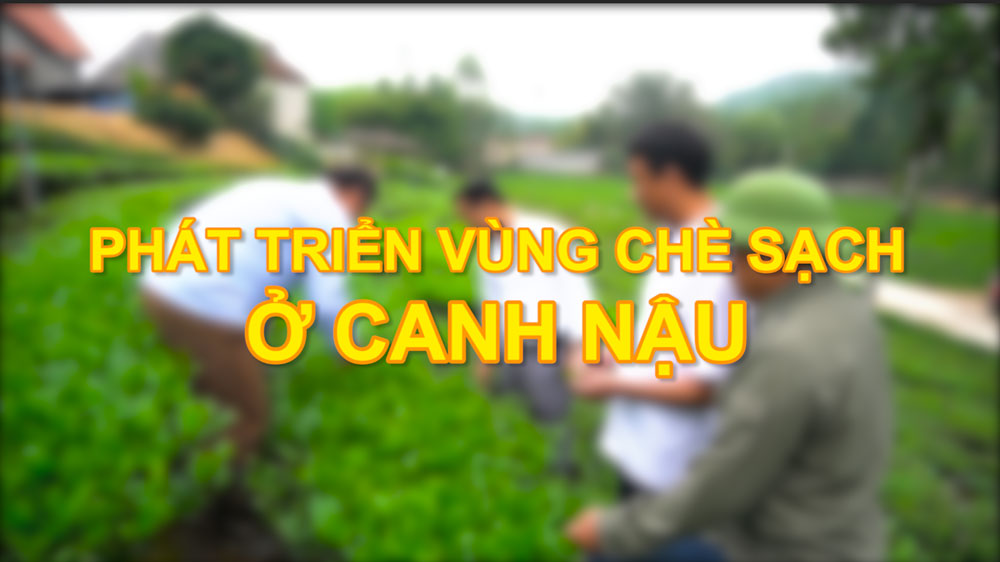 Phát triển vùng chè sạch ở Canh Nậu