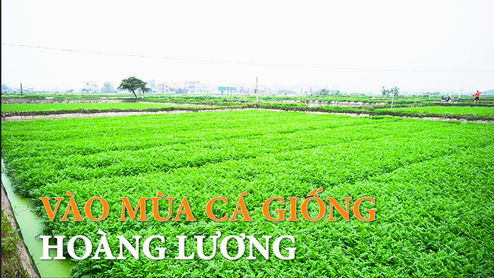 Vào mùa cá giống Hoàng Lương