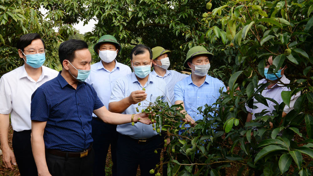 Lục Ngạn cần tập trung chăm sóc vải thiều, thực hiện nghiêm biện pháp phòng dịch