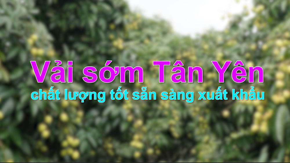 Vải sớm Tân Yên chất lượng tốt sẵn sàng xuất khẩu