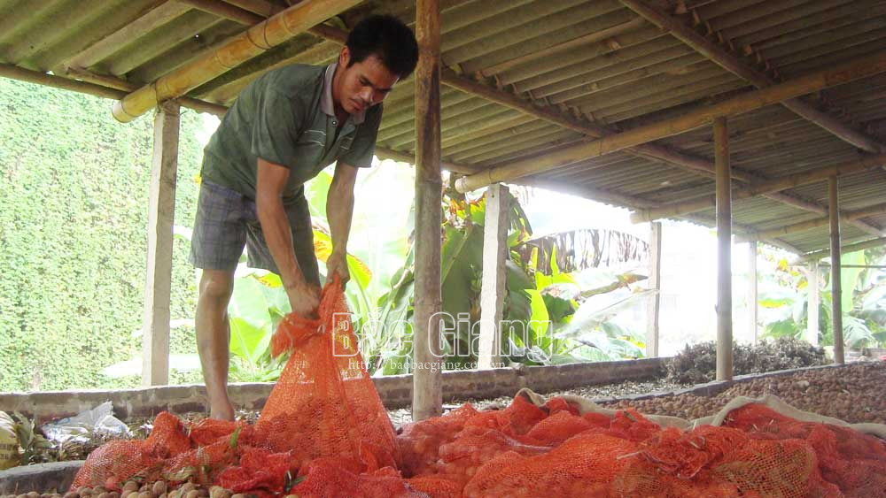 Lục Ngạn: Hơn 2,4 tỷ đồng hỗ trợ xây dựng lò sấy vải thiều