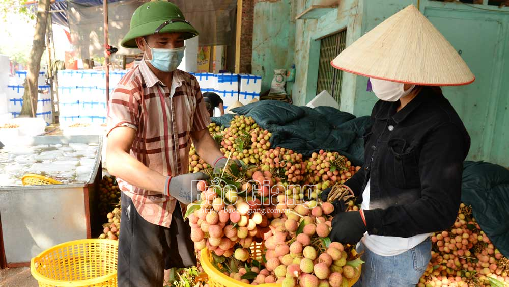 Bắc Giang: Không có việc bị ép giá, vải thiều Lục Ngạn tiêu thụ thuận lợi