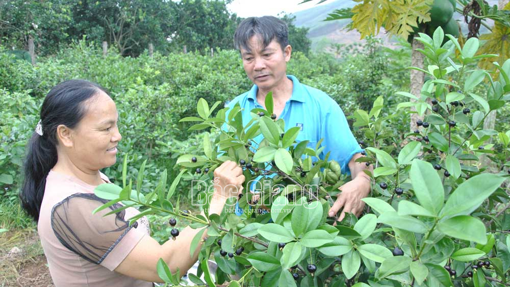 Che ry - cây trồng mới trên đất Tân Quang