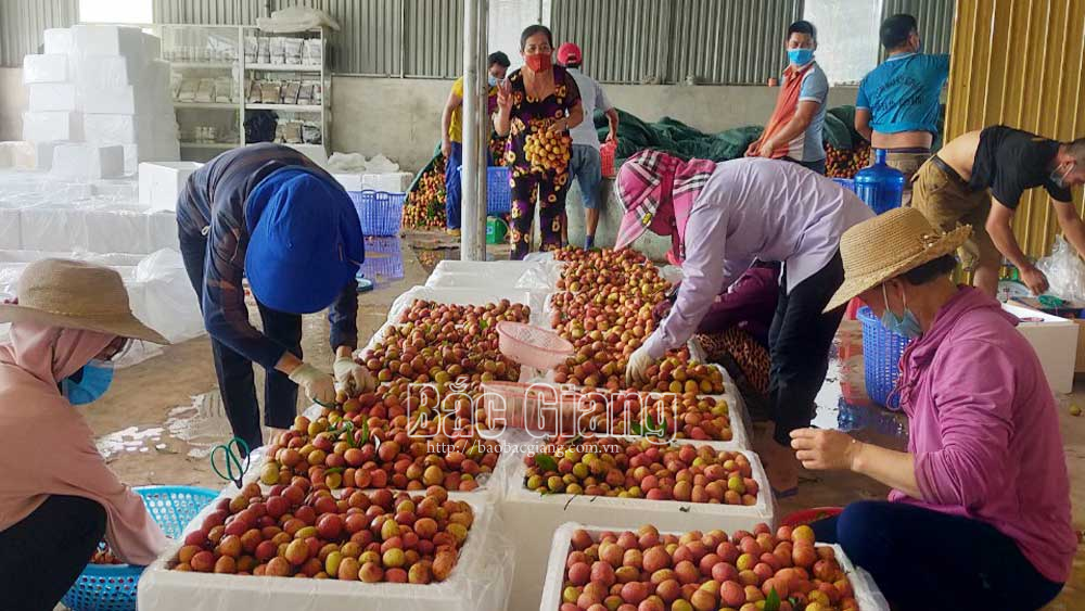 Lục Ngạn: Vải tiêu thụ thuận lợi, số lò sấy đăng ký xây mới tăng cao