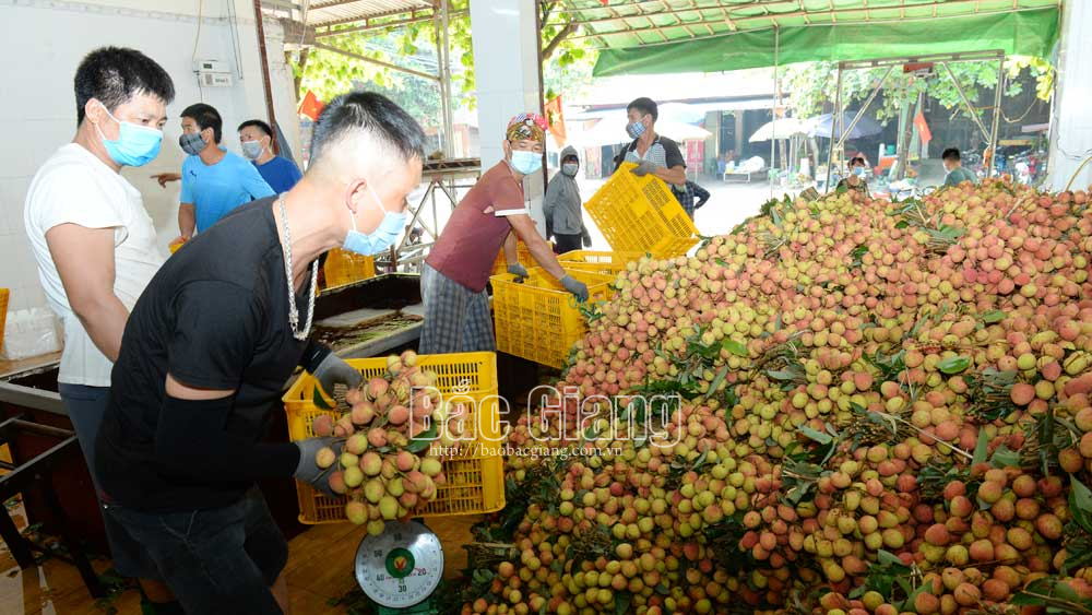 Lục Ngạn: Cấp xã xác nhận các điều kiện an toàn cho vải thiều