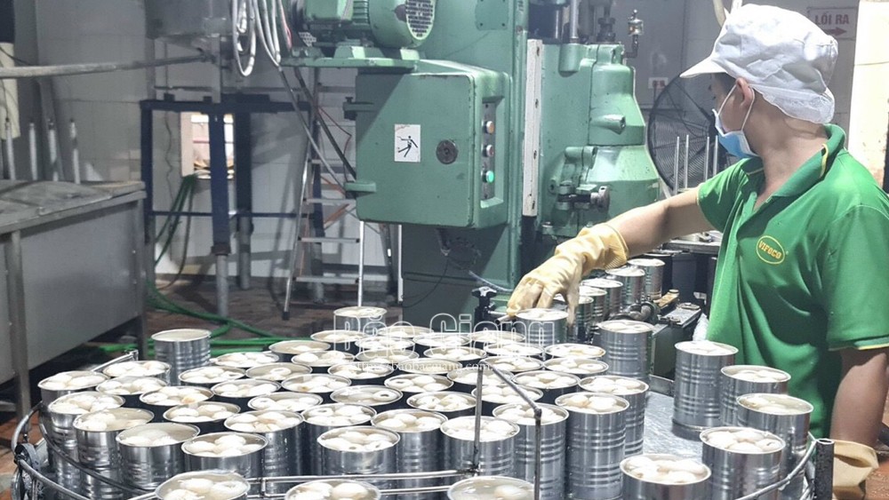 Công ty cổ phần Xuất nhập khẩu Vifoco chế biến 1 nghìn tấn vải thiều Lục Ngạn