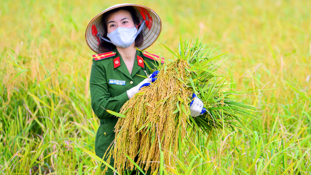 Giúp dân thu hoạch lúa trong mùa dịch