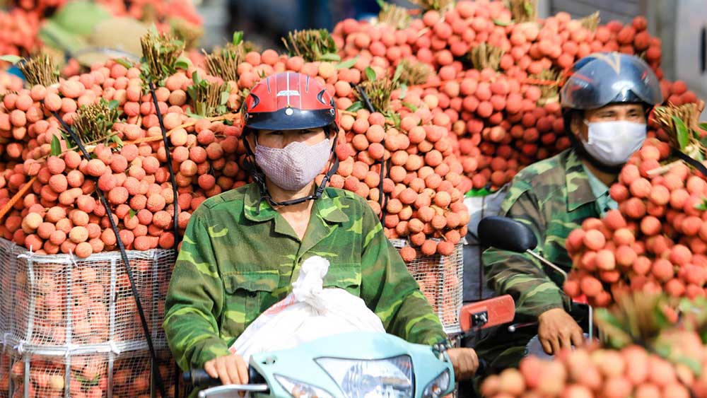 Báo Kinh tế và Đô thị hỗ trợ tiêu thụ hơn 5 tấn vải thiều Bắc Giang
