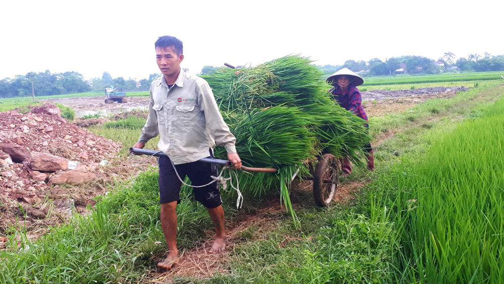 Thị trấn Nhã Nam (Tân Yên): Phá bỏ gần 10 ha lúa, vì sao?