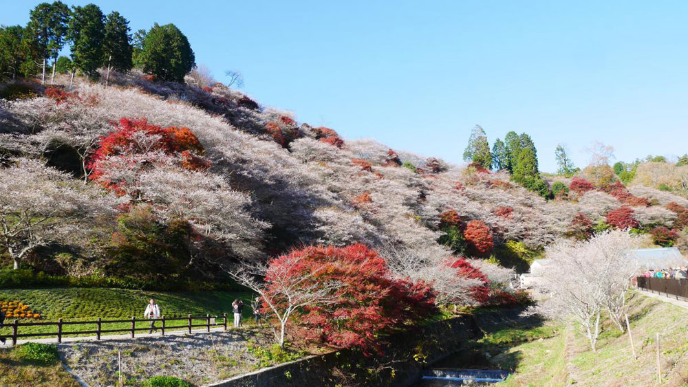 Hoa anh đào nở vào mùa thu ở Nhật Bản