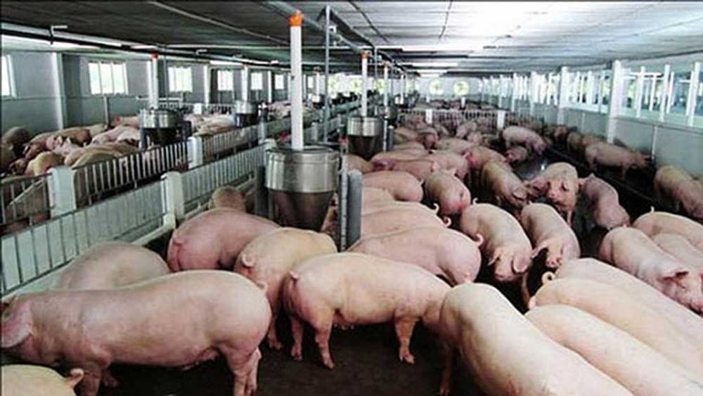 Thủ tướng chỉ đạo quyết liệt phòng, chống bệnh dịch tả lợn châu Phi