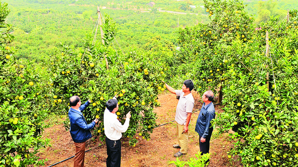 Kết nối du lịch mùa cam, bưởi