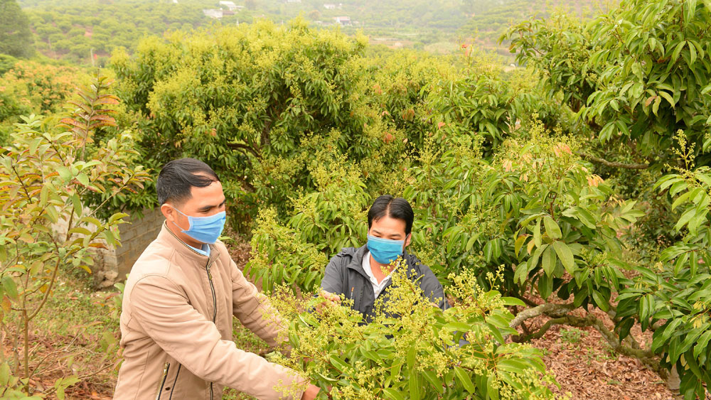 Lục Ngạn: Mở rộng diện tích vải thiều VietGAP, GlobalGAP