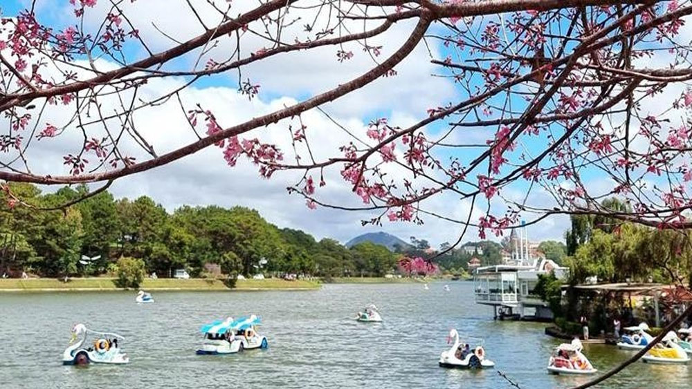 Da Lat named among world's top flower destinations: Booking.com