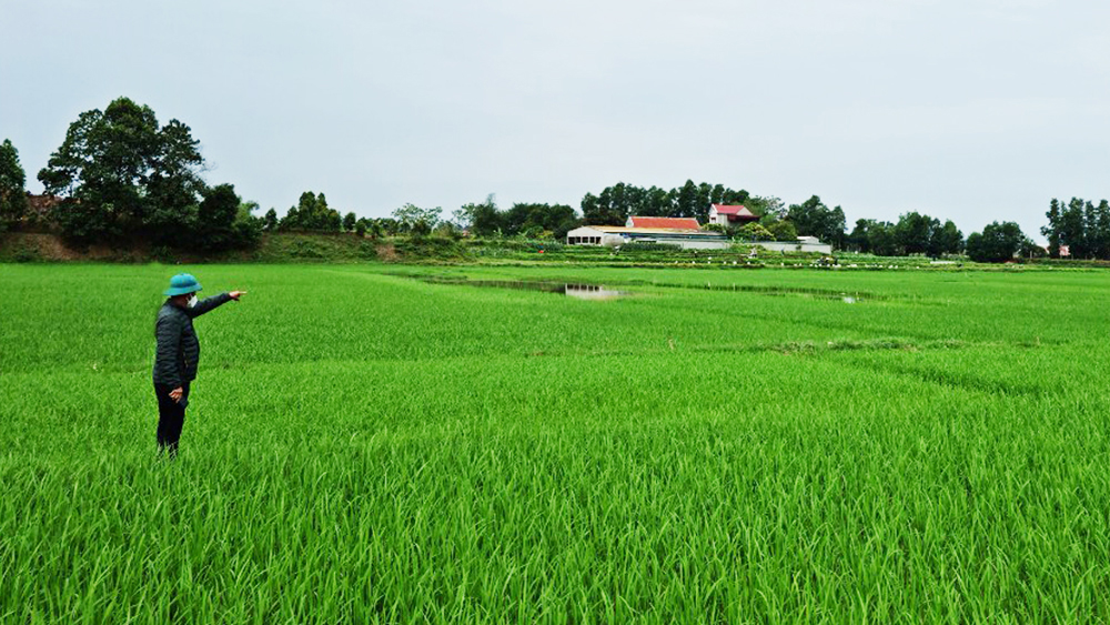 Xã Lan Mẫu (Lục Nam): Hộ dân tố giao thiếu ruộng,  xã giải quyết chưa thấu đáo