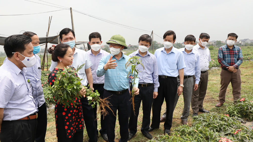 Hiệp Hoà cần tăng cường ứng dụng công nghệ cao, liên kết sản xuất - tiêu thụ nông sản