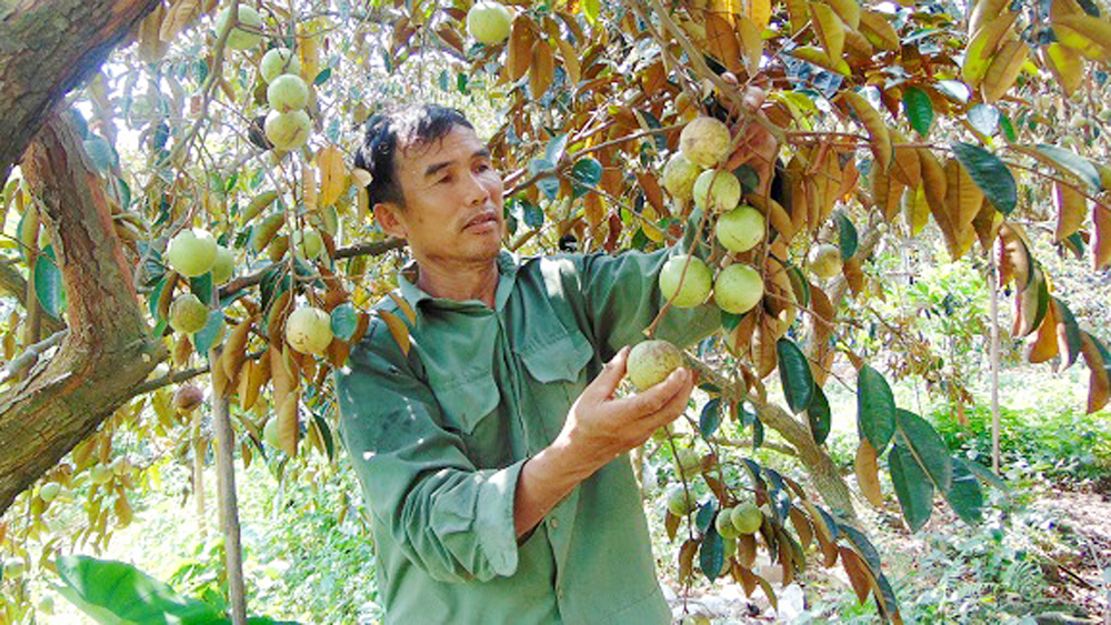 Tân Yên: Kết nối hợp tác xã, tạo đà tiêu thụ nông sản