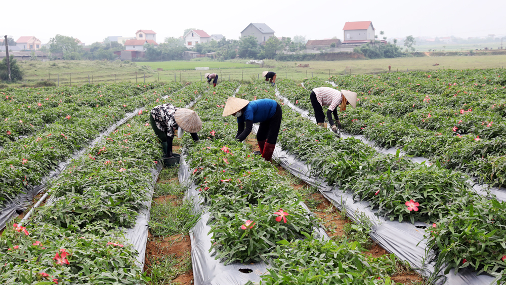 Hiệp Hòa nhân rộng mô hình sản xuất nông nghiệp theo chuỗi