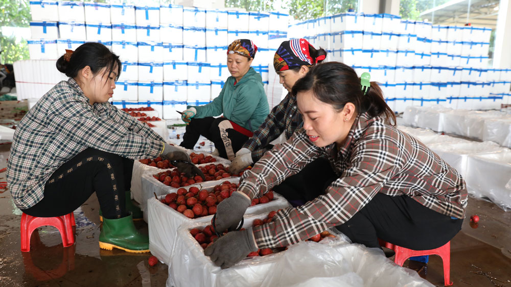 Mỗi ngày có hơn 80 xe vải thiều Bắc Giang thông quan sang Trung Quốc