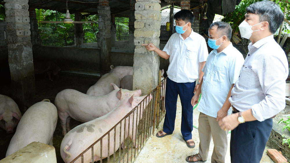 Tăng cường các biện pháp phòng, chống bệnh dịch tả lợn châu Phi