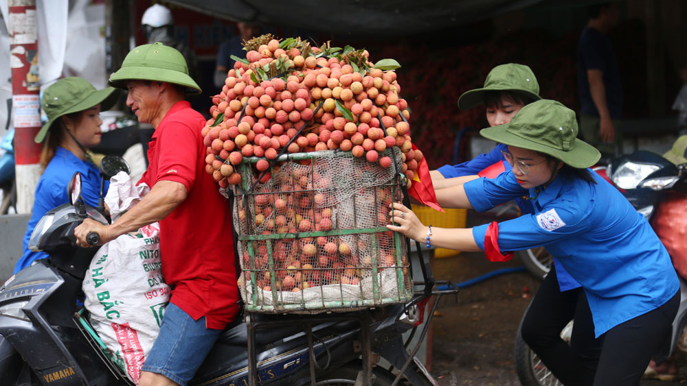 Thanh niên Bắc Giang tình nguyện hỗ trợ thu hoạch, tiêu thụ vải thiều