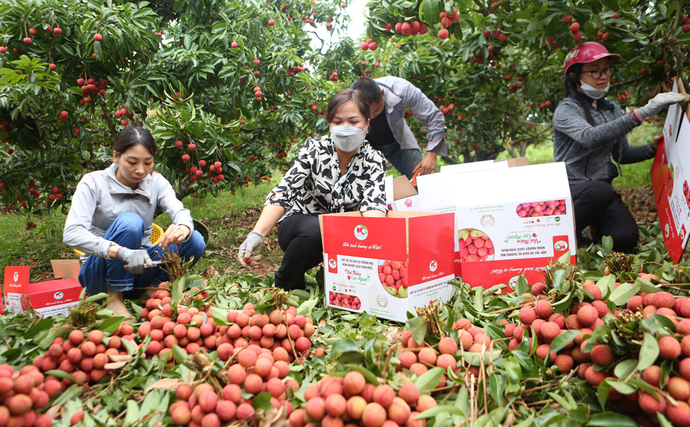 Phụ nữ Bắc Giang chung tay hỗ trợ tiêu thụ vải thiều
