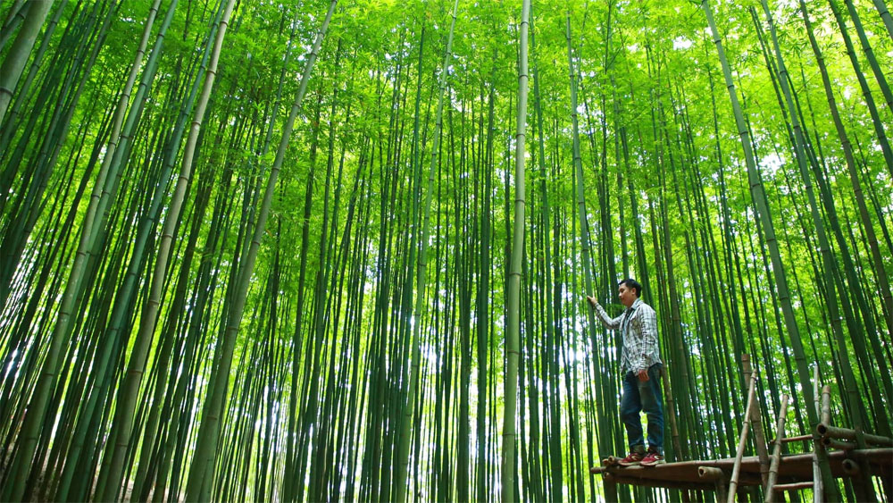 A green journey across Vietnam