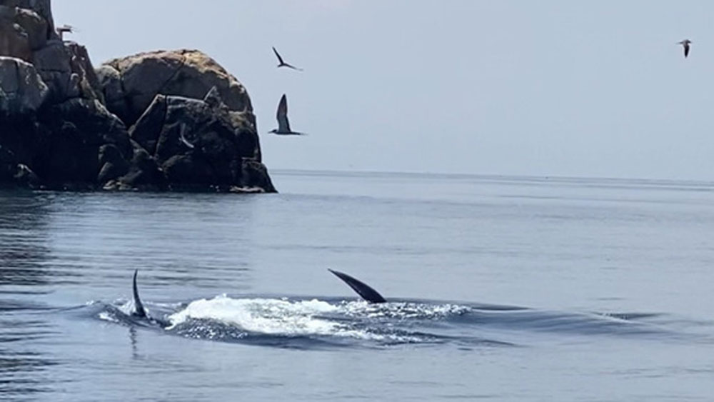 ​Blue whales spotted near central coast