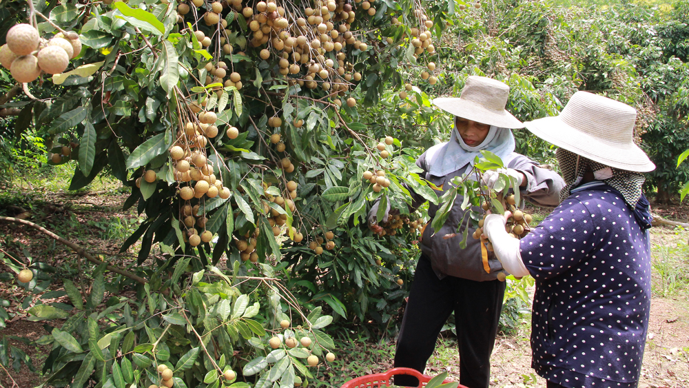 Lục Nam (Bắc Giang) nâng cao hiệu quả kinh tế nông nghiệp