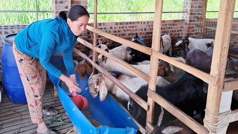 Làm giàu từ chăn nuôi khép kín