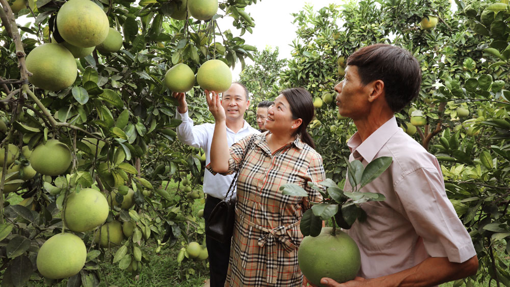 Bắc Giang: Đón 13 nghìn du khách, tiêu thụ hàng nghìn tấn nông sản trong tuần “Về miền quả ngọt Lục Ngạn”