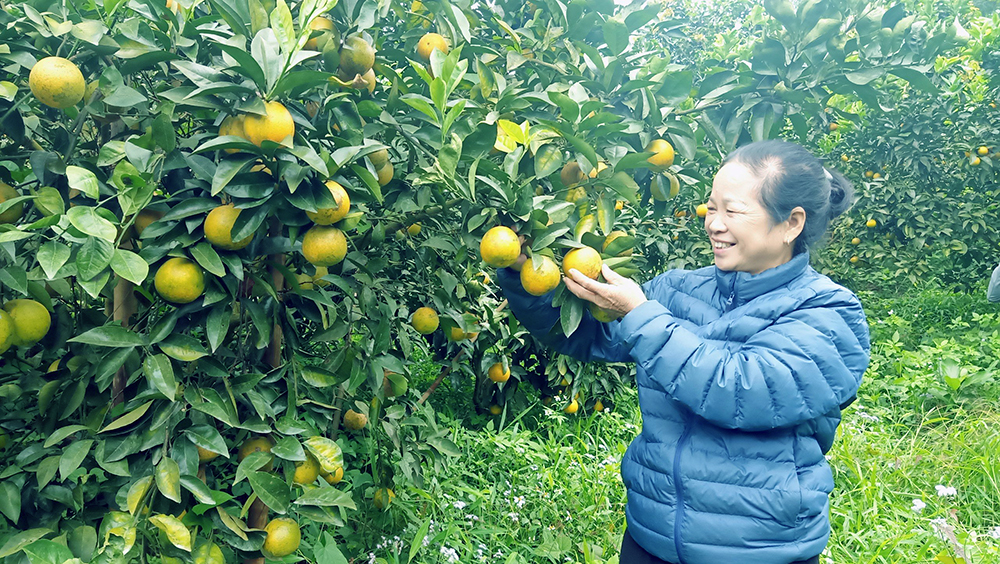 Bà Trần Thị Huyền: Tâm huyết với sản phẩm cam hữu cơ