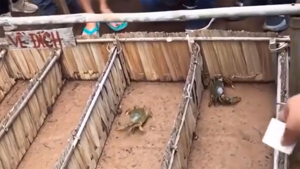People enjoy crab racing game in Mekong Delta
