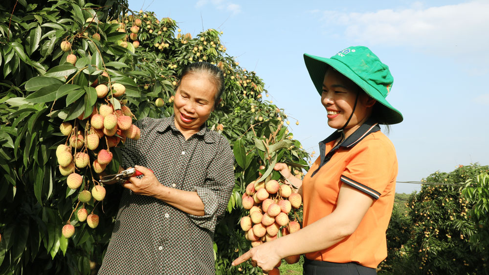 Tan Yen district enters early ripening lychee harvest season